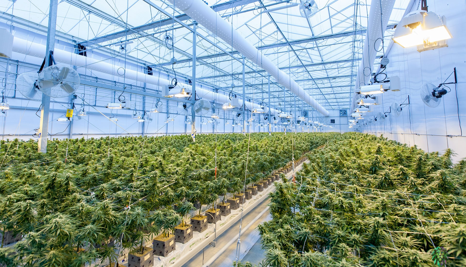 Cannabis Greenhouse